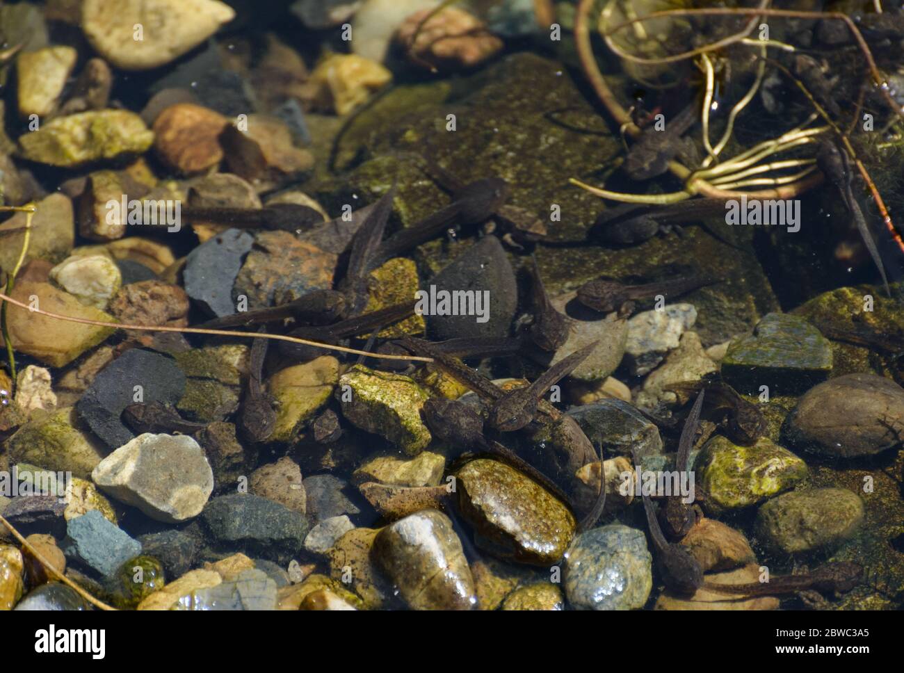 Kaulquappen muster Fotos und Bildmaterial in hoher Auflösung Alamy