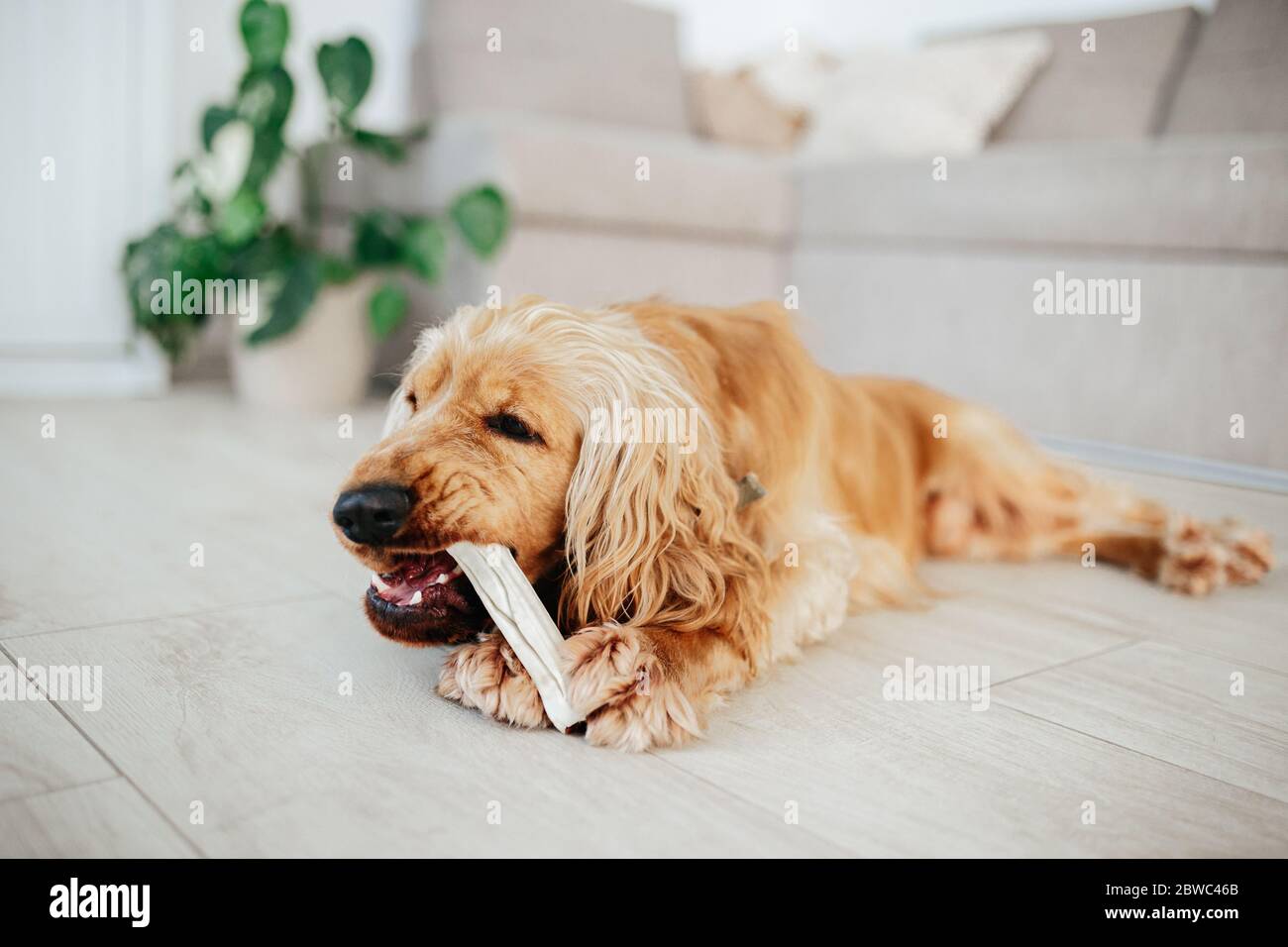 Young english cocker spaniel Fotos und Bildmaterial in hoher Auflösung Alamy