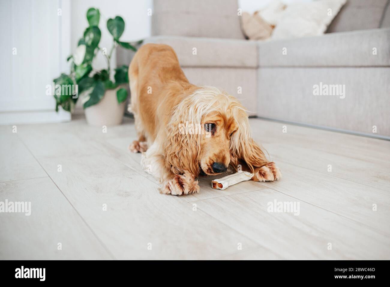 Kauknochen Stockfotos Und Bilder Kaufen Alamy