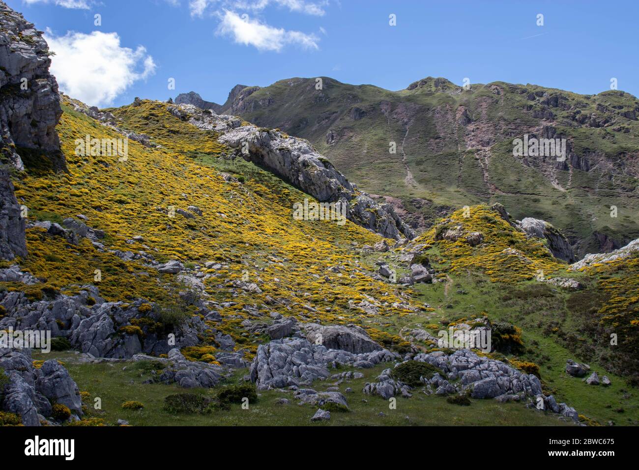 Genista occidentalis in Blüte. Frühling Berglandschaft mit gelben Blumen. Calabazosa See im Somiedo Nationalpark, Spanien, Asturien. Stockfoto