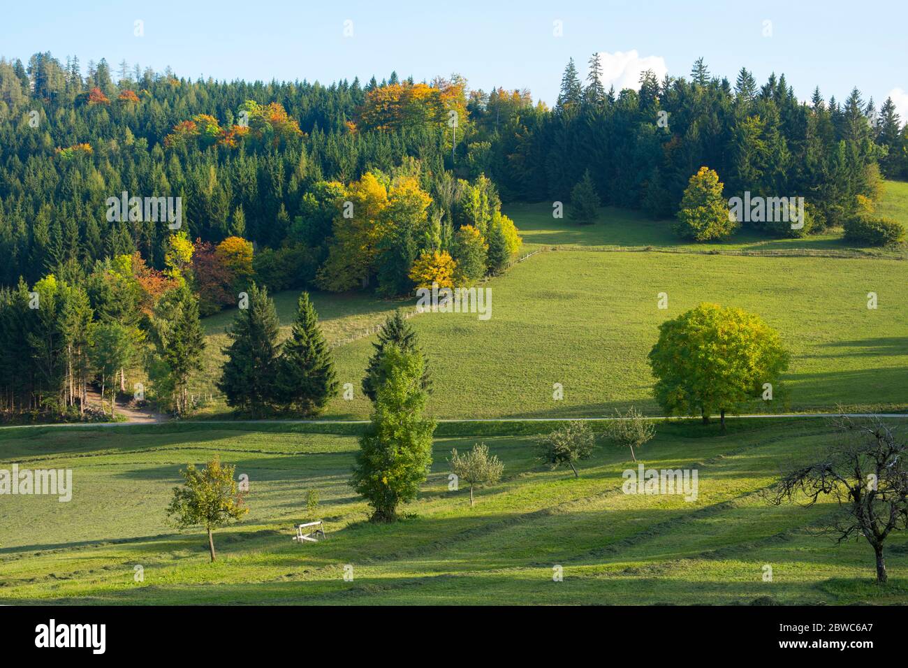 Österreich, Niederösterreich, Mostviertel, herbstliche Laubfärbung am Hochschlag bei Reinsberg Stockfoto