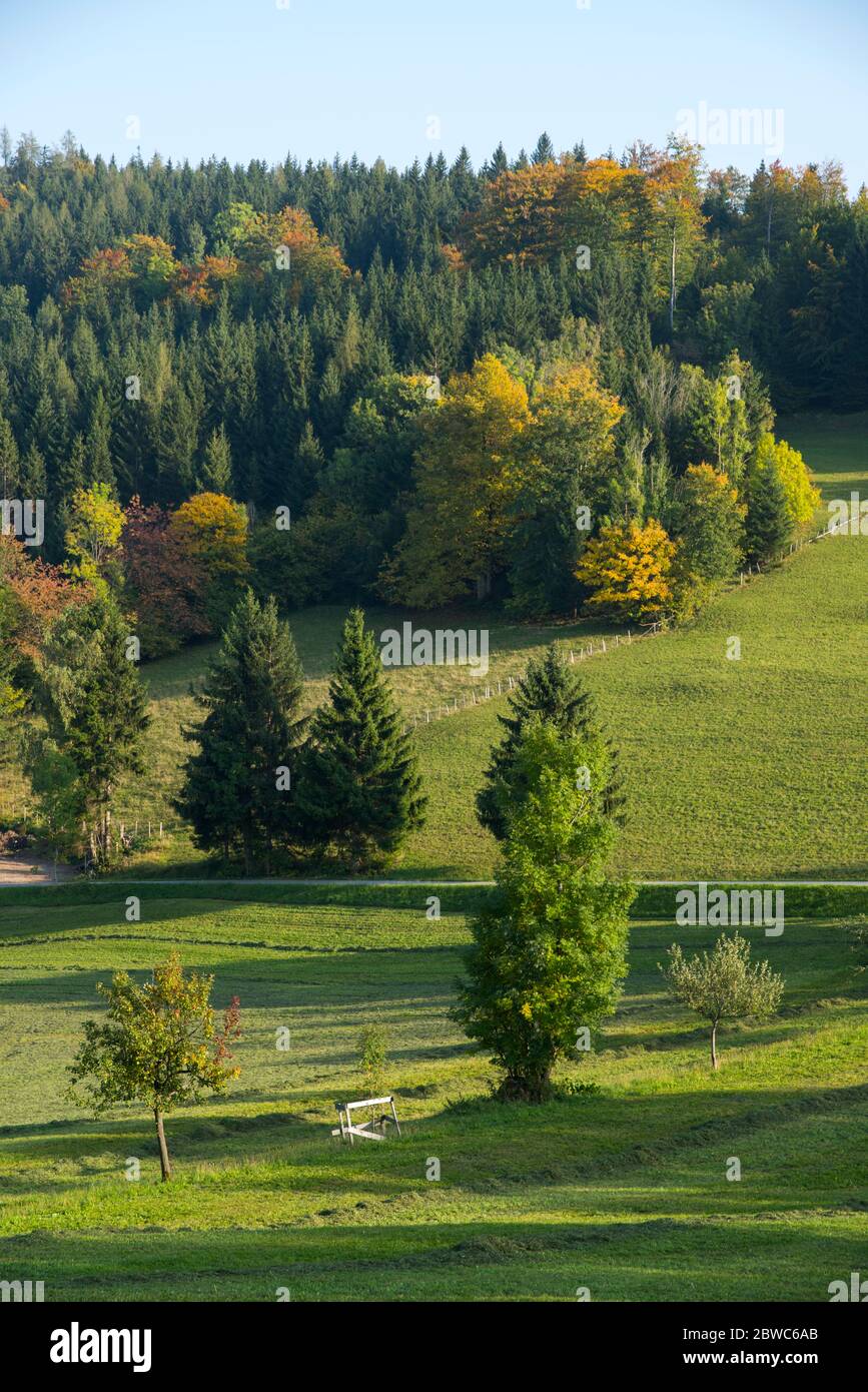 Österreich, Niederösterreich, Mostviertel, herbstliche Laubfärbung am Hochschlag bei Reinsberg Stockfoto