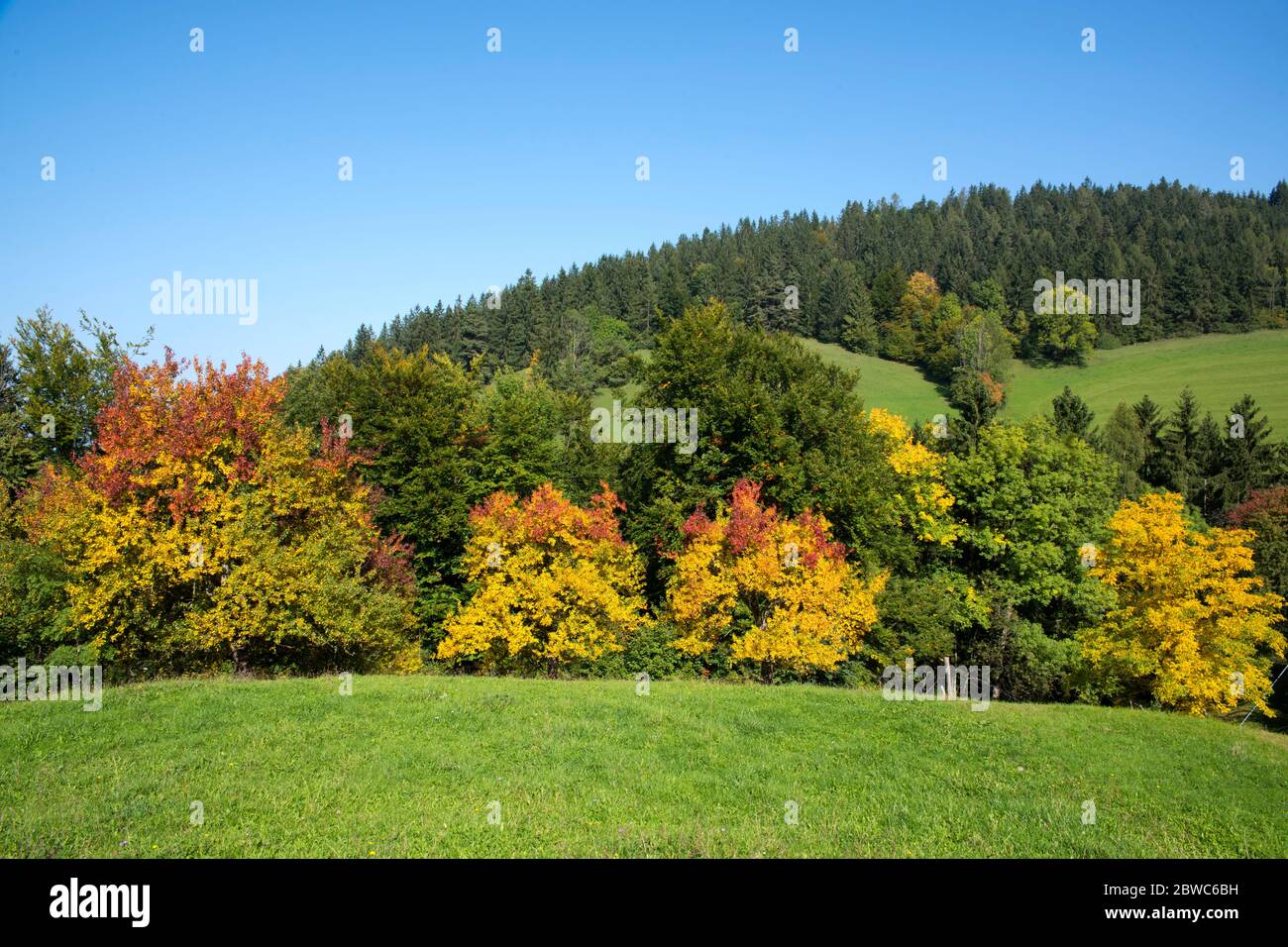 Österreich, Niederösterreich, Mostviertel, herbstliche Laubfärbung am Hochschlag bei Reinsberg Stockfoto