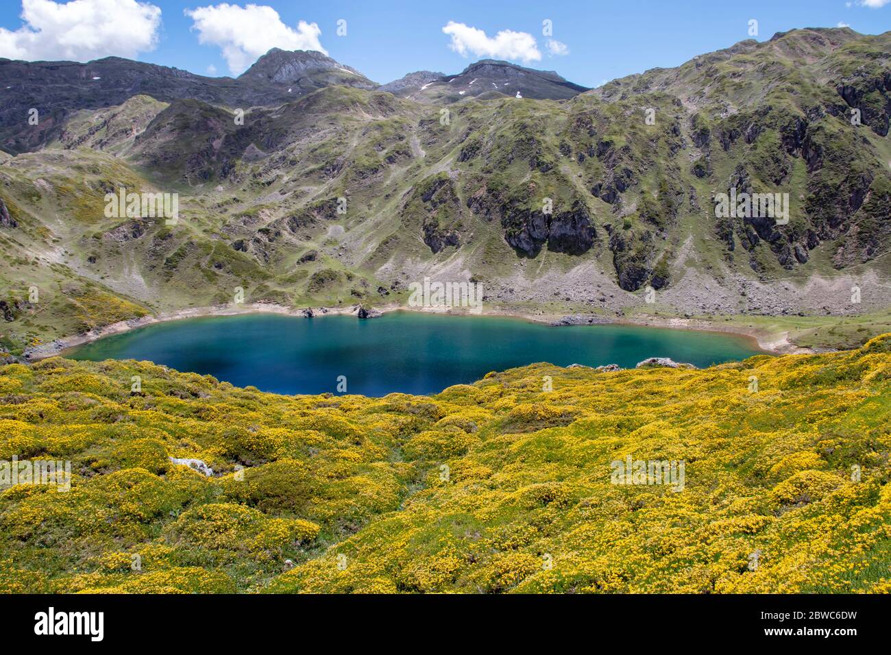 Unglaublich blaues Wasser von Calabazosa oder Schwarzer See im Somiedo Nationalpark, Spanien, Asturien. Saliencia Bergseen. Frühlingsgelbe Blüten. Stockfoto