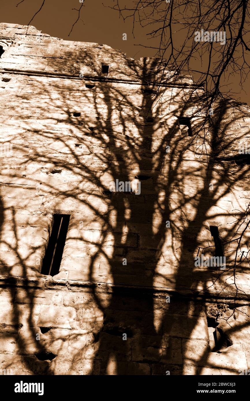Sonnenlicht wirft Schatten eines Baumes auf der Seite von Knaresborough Castle, North Yorkshire, England, Großbritannien. Stockfoto
