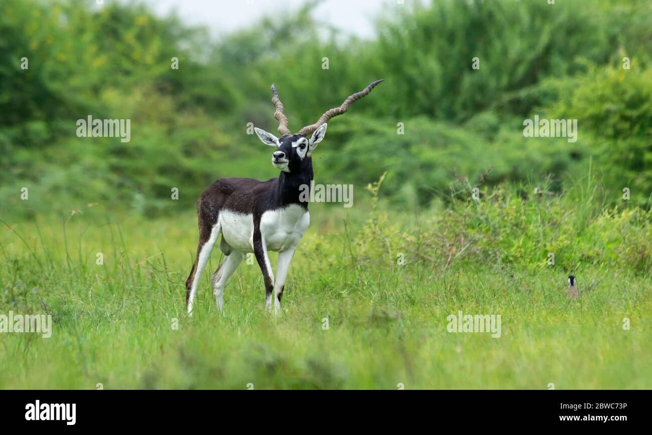 Schwarzböcke sind in Gujarat, Indien beheimatet und an vielen Orten zu finden. Diese finden sich in großen Gruppen und machen Springen und Laufen den ganzen Tag. Stockfoto