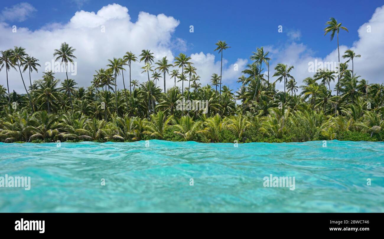 Grüne tropische Küste mit Kokospalmen und türkisfarbener Wasseroberfläche, natürliche Landschaft, Pazifischer Ozean, Französisch Polynesien, Ozeanien Stockfoto