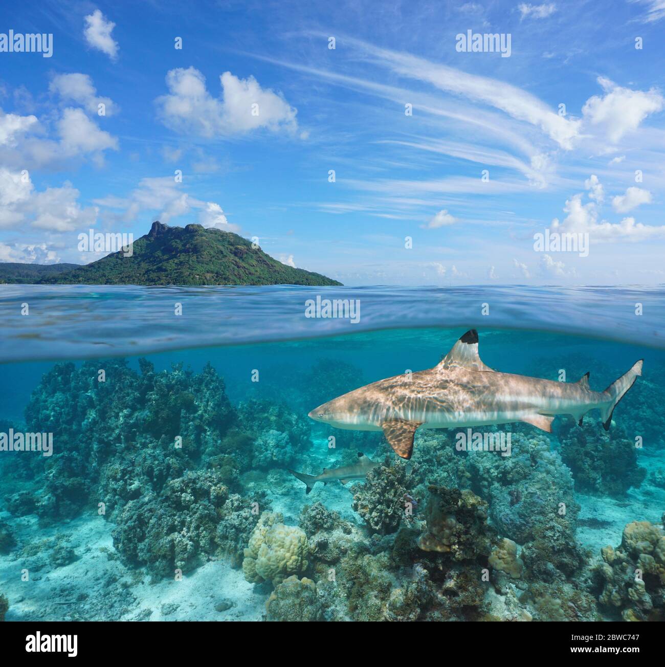 Tropische Seenlandschaft, Insel mit Schwarzspitzenriffhai unter Wasser, geteilter Blick über die Wasseroberfläche, Französisch Polynesien, Huahine, Pazifischer Ozean, Ozeanien Stockfoto