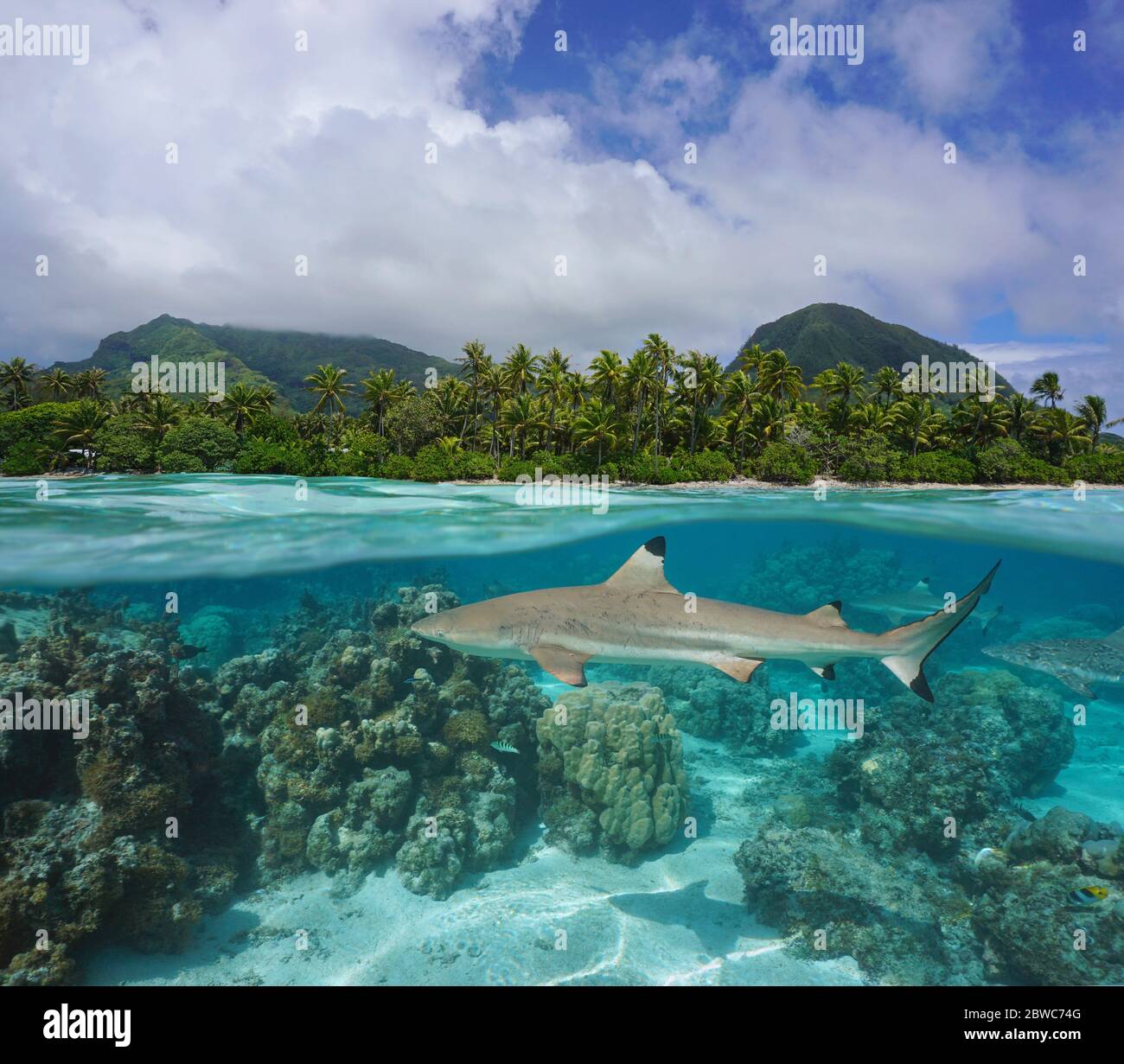 Tropische Seenlandschaft, Küste mit Schwarzspitzenriffhai unter Wasser, geteilte Sicht unter Wasser, Französisch Polynesien, Huahine Insel, Pazifischer Ozean Stockfoto