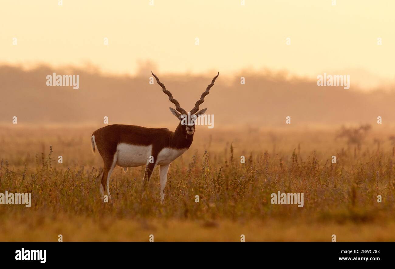 Schwarzböcke sind in Gujarat, Indien beheimatet und an vielen Orten zu finden. Diese finden sich in großen Gruppen und machen Springen und Laufen den ganzen Tag. Stockfoto