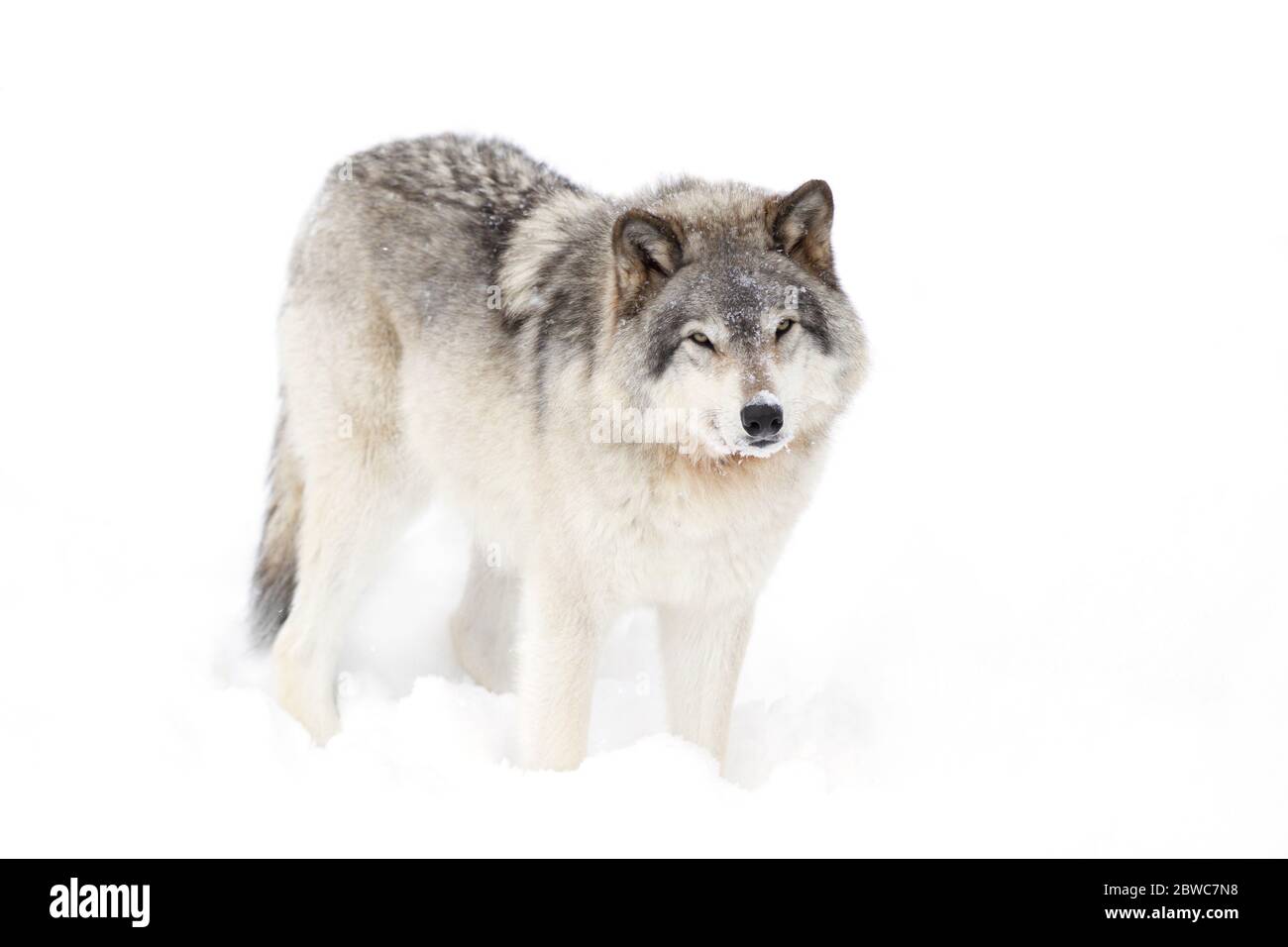 Ein einsamer Holzwolf oder Grauwolf Canis Lupus-Porträt isoliert auf weißem Hintergrund Nahaufnahme im Winter in Kanada Stockfoto