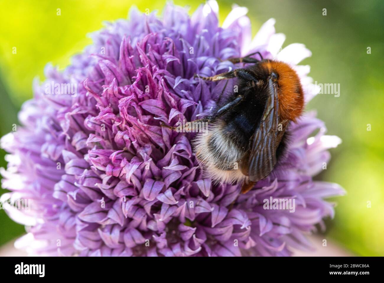 Baumhummel auf einer lila Schnittblume Stockfoto
