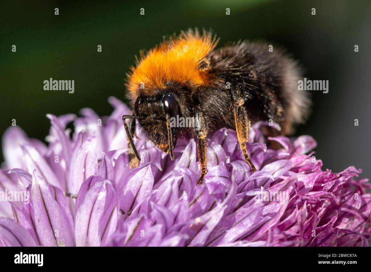 Baumhummel auf einer lila Schnittblume Stockfoto