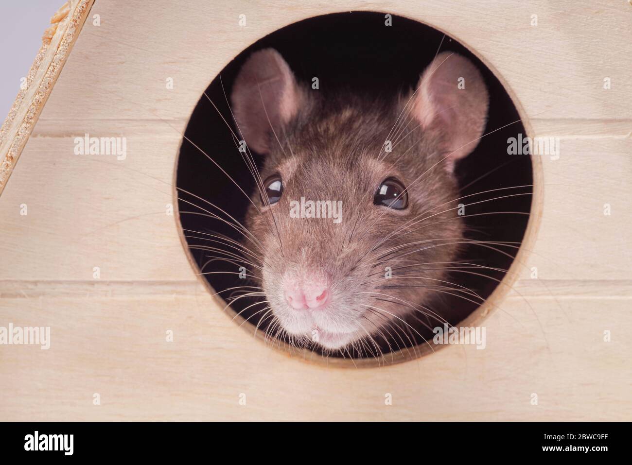 Ratte im Haus. Fang von einem grauen Ratte. Die Maus sieht in ein rundes Loch. Stockfoto