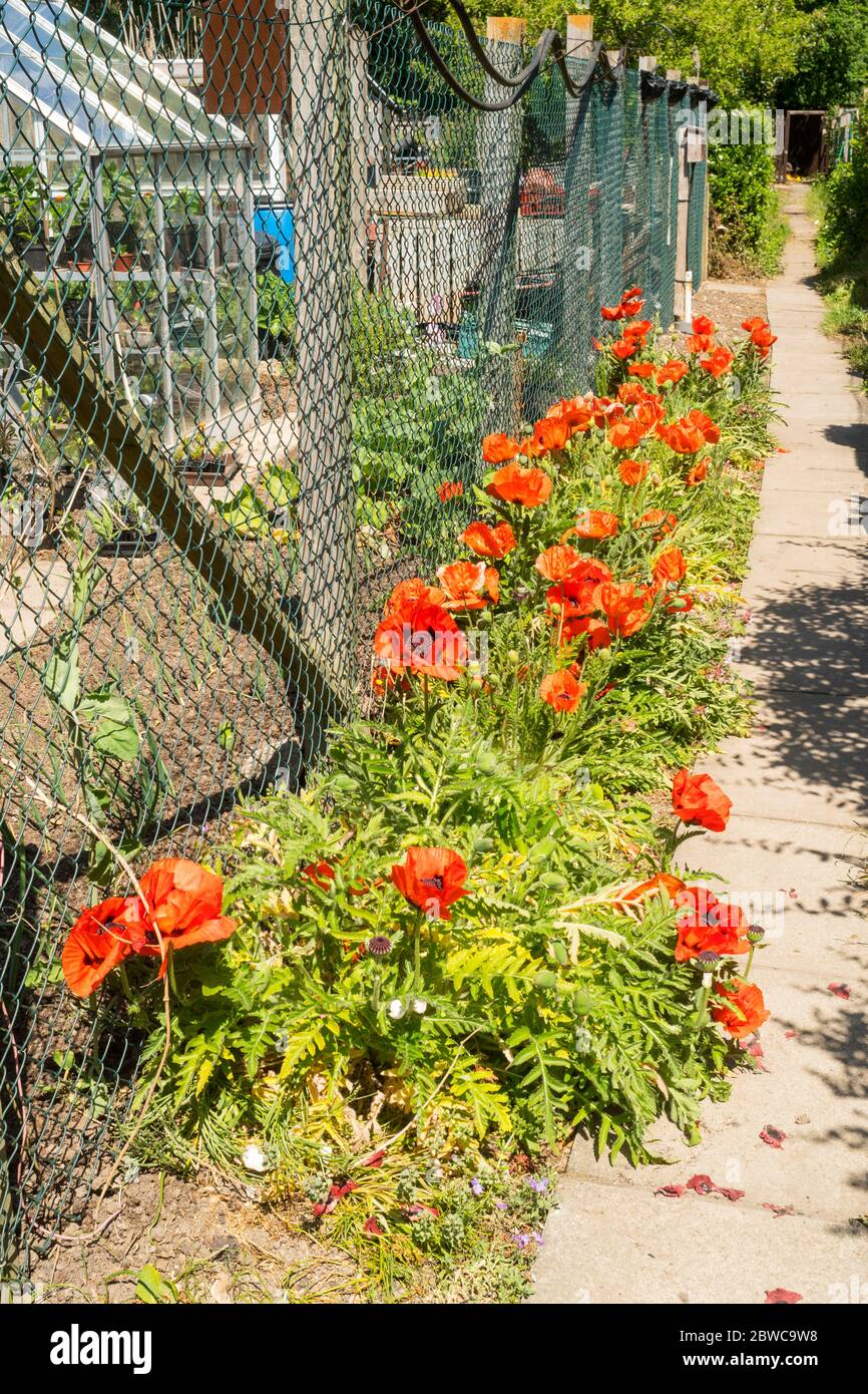 Kolouful rote Mohnblumen in einer Grenze außerhalb eines Zuteilungsgartens, England, Großbritannien Stockfoto