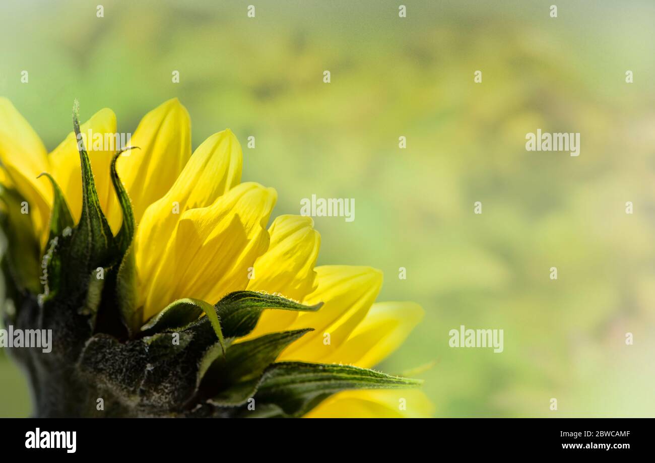 Gelbe blühende Sonnenblume auf einem weichen verträumten Hintergrund Stockfoto