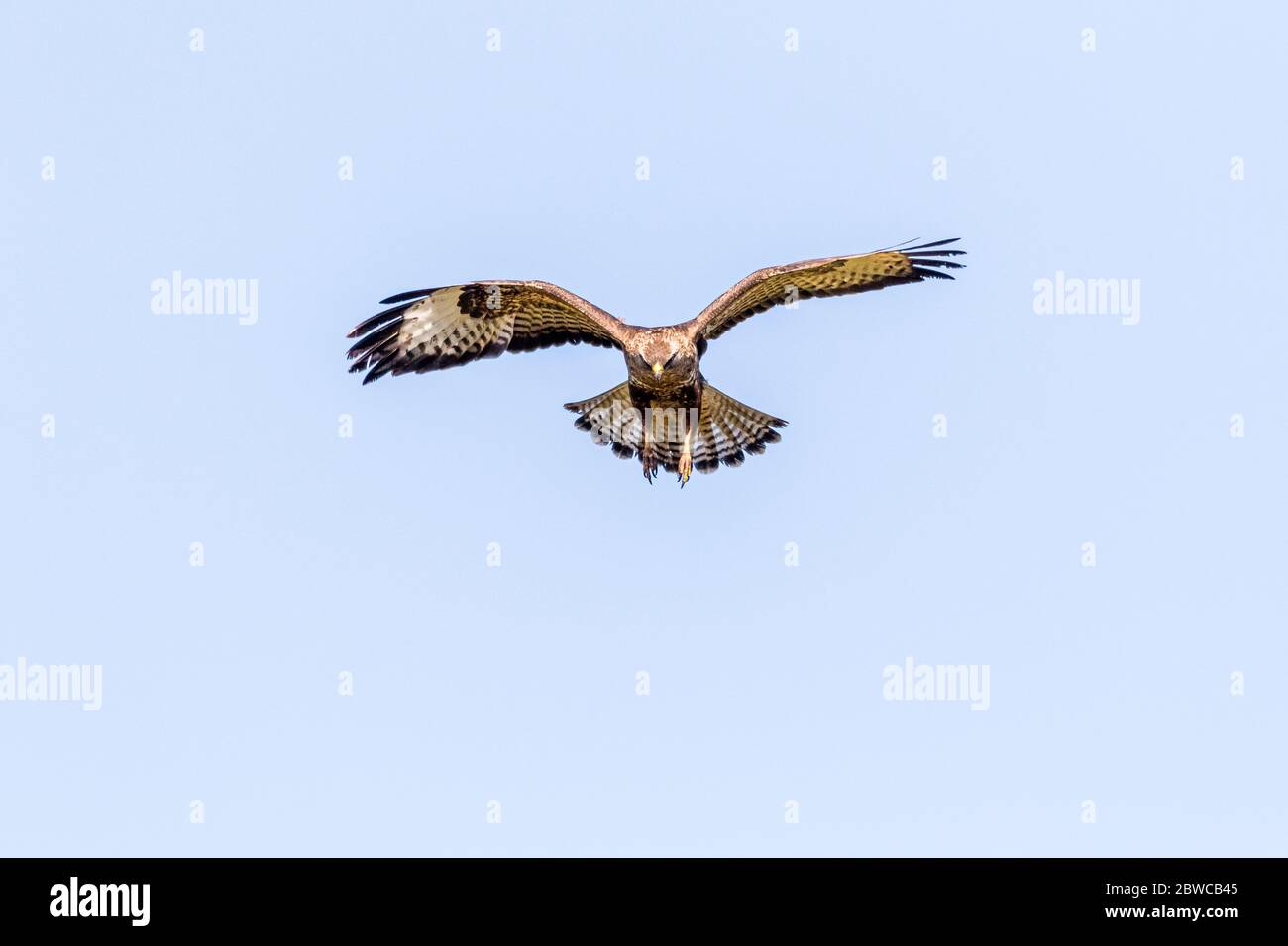 Bussard schwebt am Himmel von Mid Wales, während er nach Beute jagt. Stockfoto