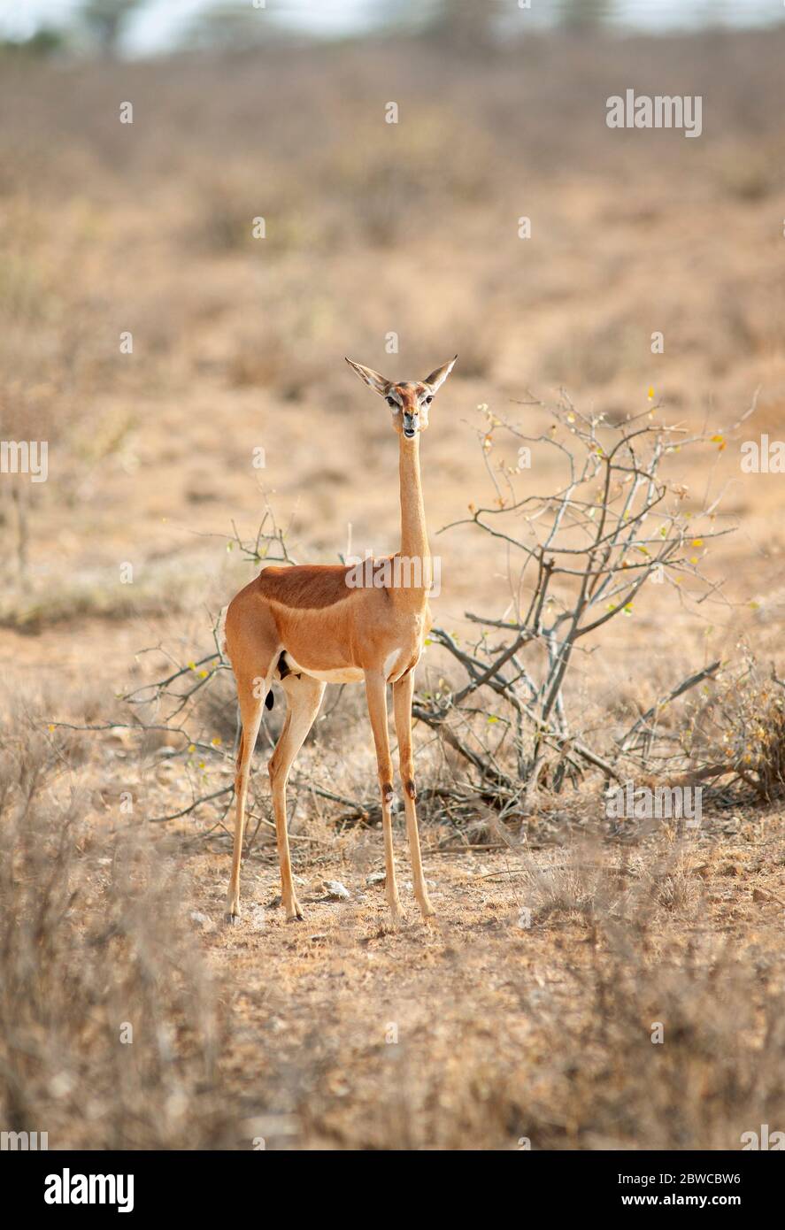 Gerenuk, Litocranius walleri. Weiblich im Samburu National Reserve. Kenia. Afrika. Stockfoto