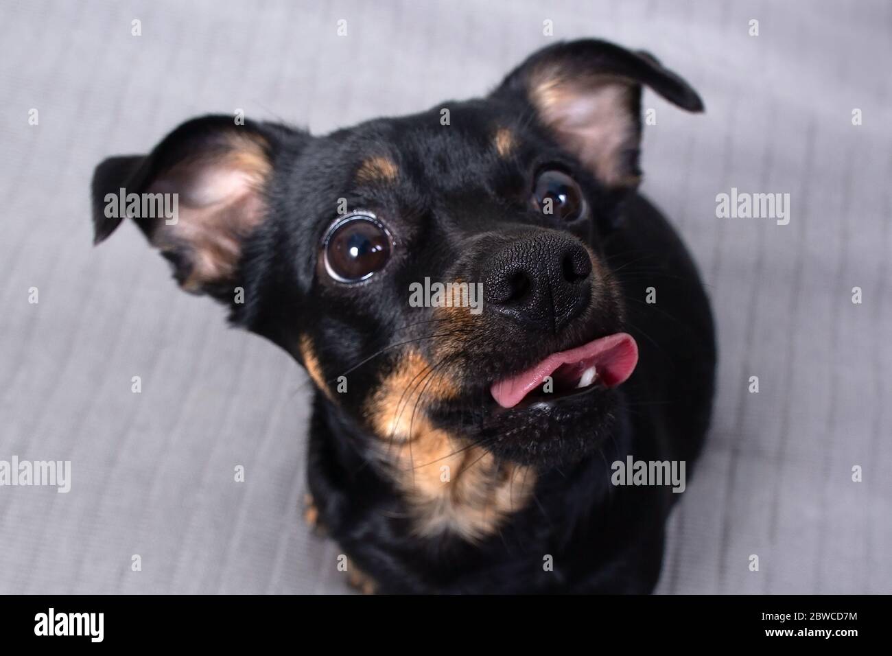 Das Porträt eines kleinen schwarzen Hundes, lustig Stockfoto