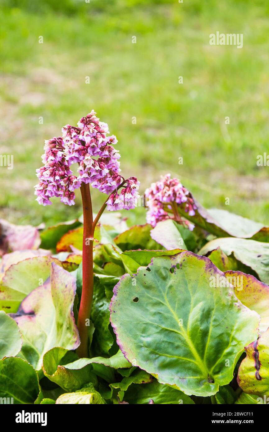 senecio rowleyanus variegata pink Variegated String of Pearls - Rare Trailing Succulent
