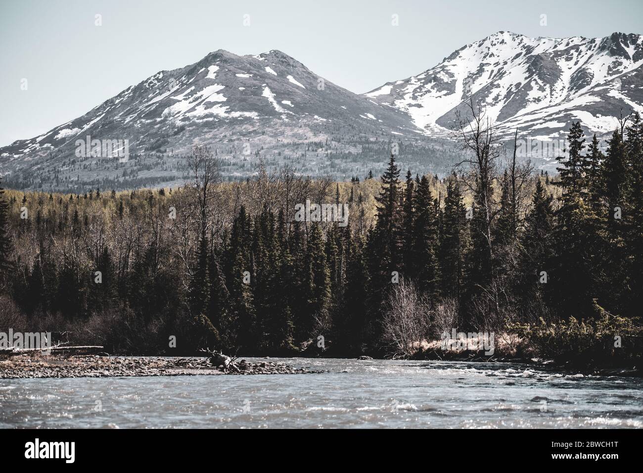 In der Nähe der Baumgrenze in der Wildnis Alaskas. Stockfoto