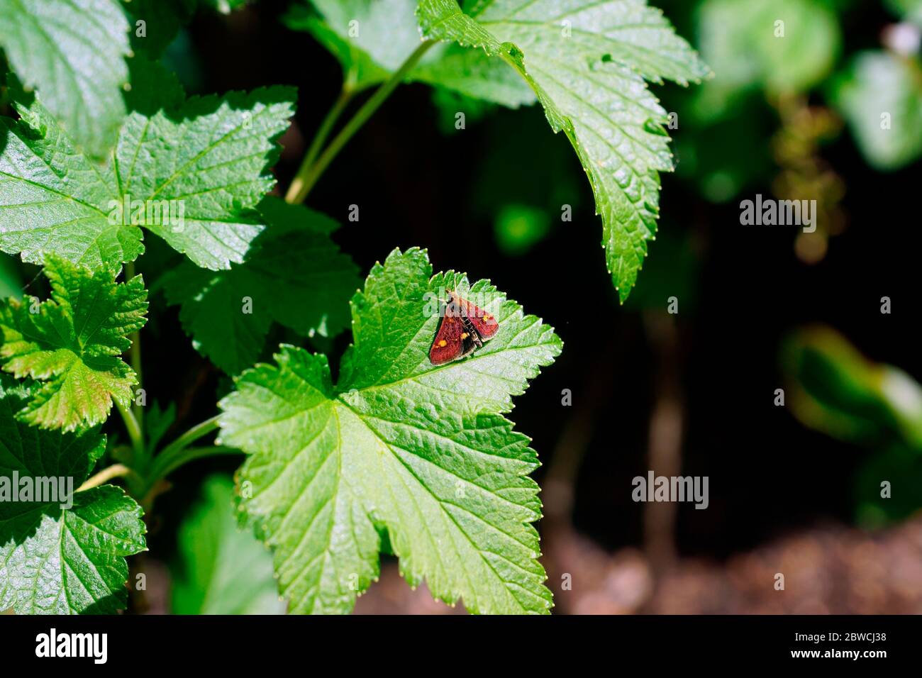 MINZE-MOTTE Stockfoto