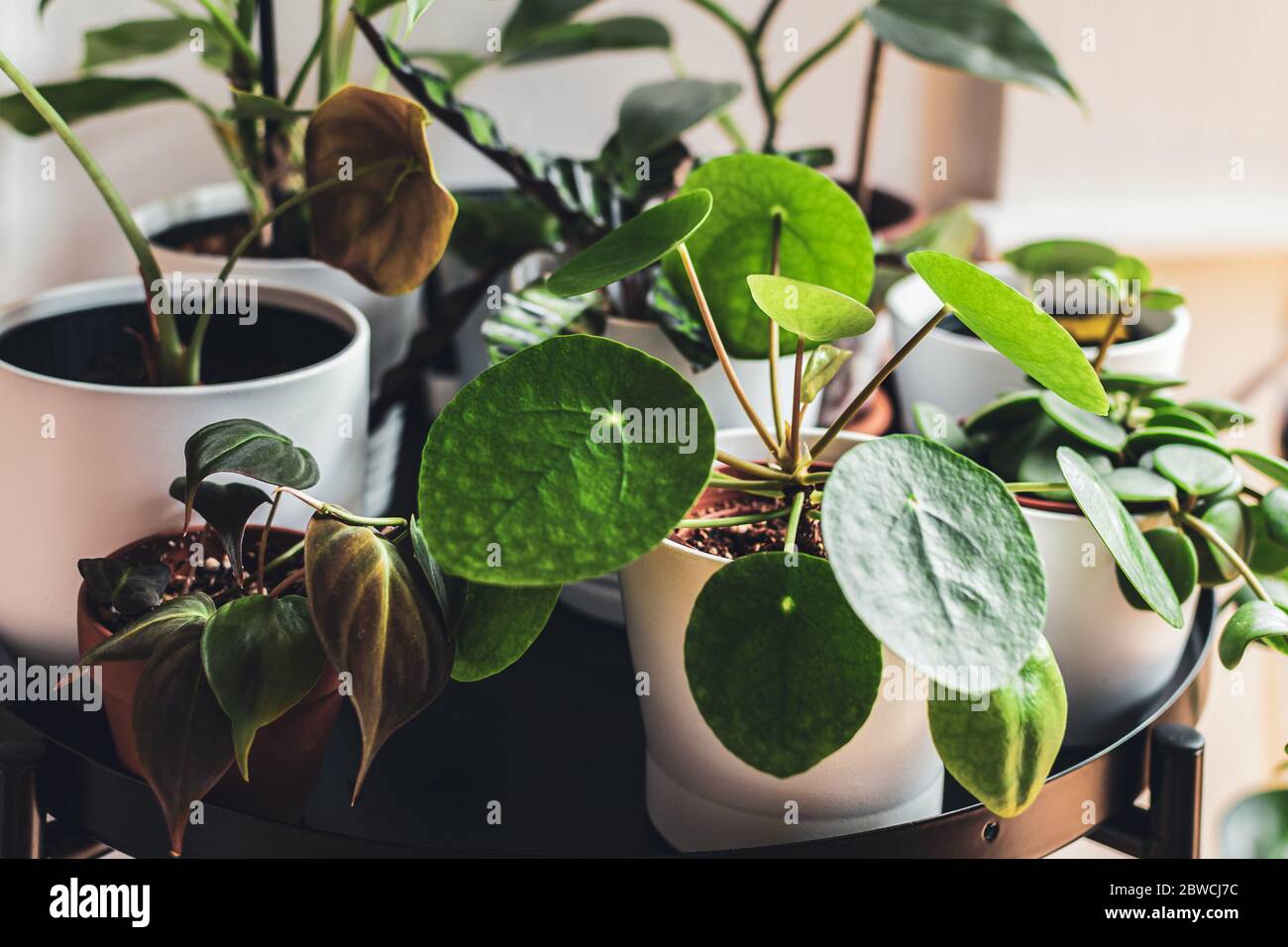 Exotische Zimmerpflanzen in weißen Töpfen auf einem Metallpflanzenstand in einer städtischen Wohnung angeordnet. Stockfoto