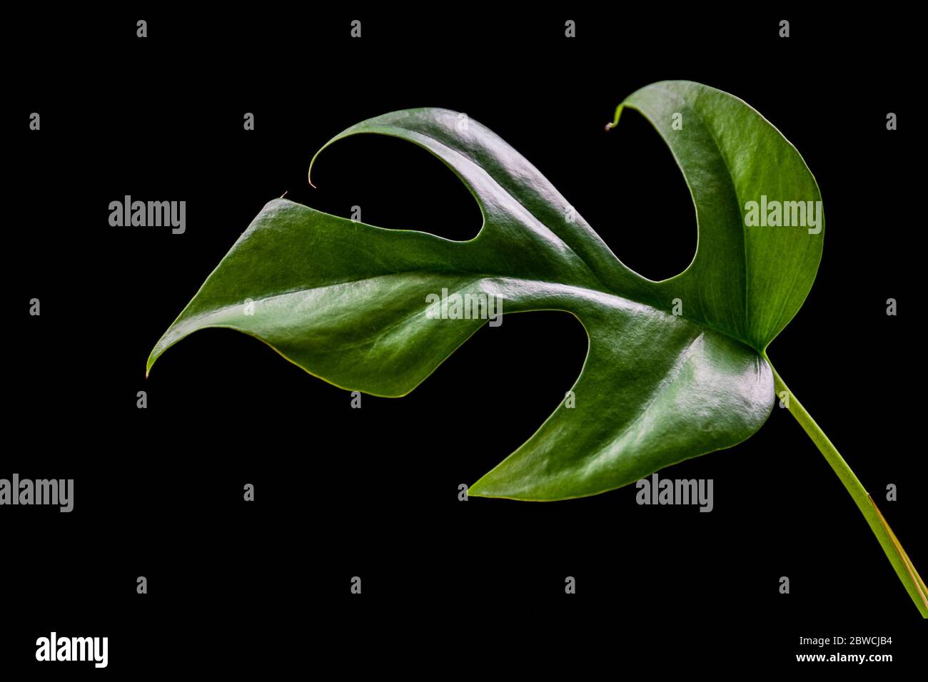 Nahaufnahme auf einem Rhaphidophora tetrasperma (monstera minima) Blatt auf schwarzem Hintergrund. Exotische abstrakte Zimmerpflanzen Detail. Stockfoto