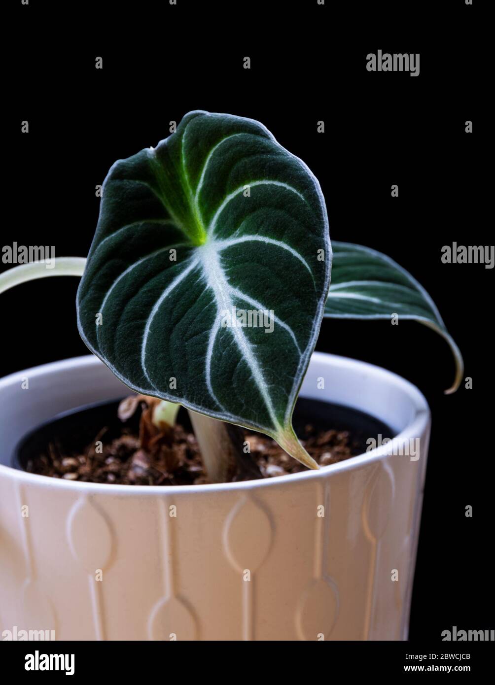 Alocasia reginula 'black Velvet' Pflanzenkübel in einem weißen Topf auf schwarzem Hintergrund. Nahaufnahme auf samtigen Blättern einer exotischen trendigen Zimmerpflanze gegen Blac Stockfoto