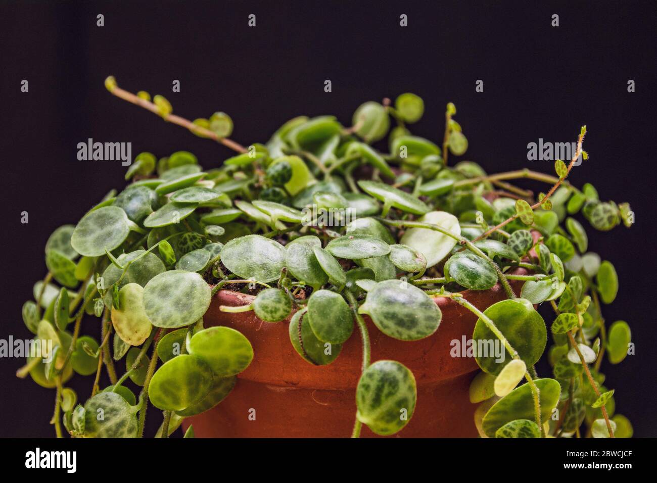 Nahaufnahme von zierlichen Reben einer "Schildkrötenpflanze" (peperomia prostrata) auf dunklem Hintergrund. Wunderschöne tropische Zimmerpflanzen Detail. Stockfoto