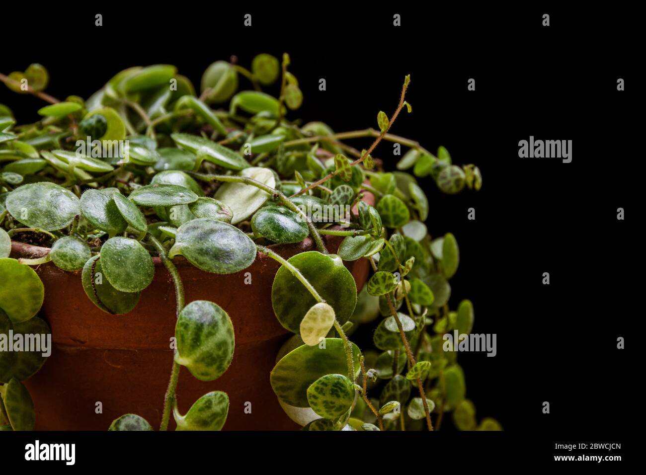 Nahaufnahme von zierlichen Reben einer "Schildkrötenpflanze" (peperomia prostrata) auf dunklem Hintergrund. Wunderschöne tropische Zimmerpflanzen Detail. Stockfoto