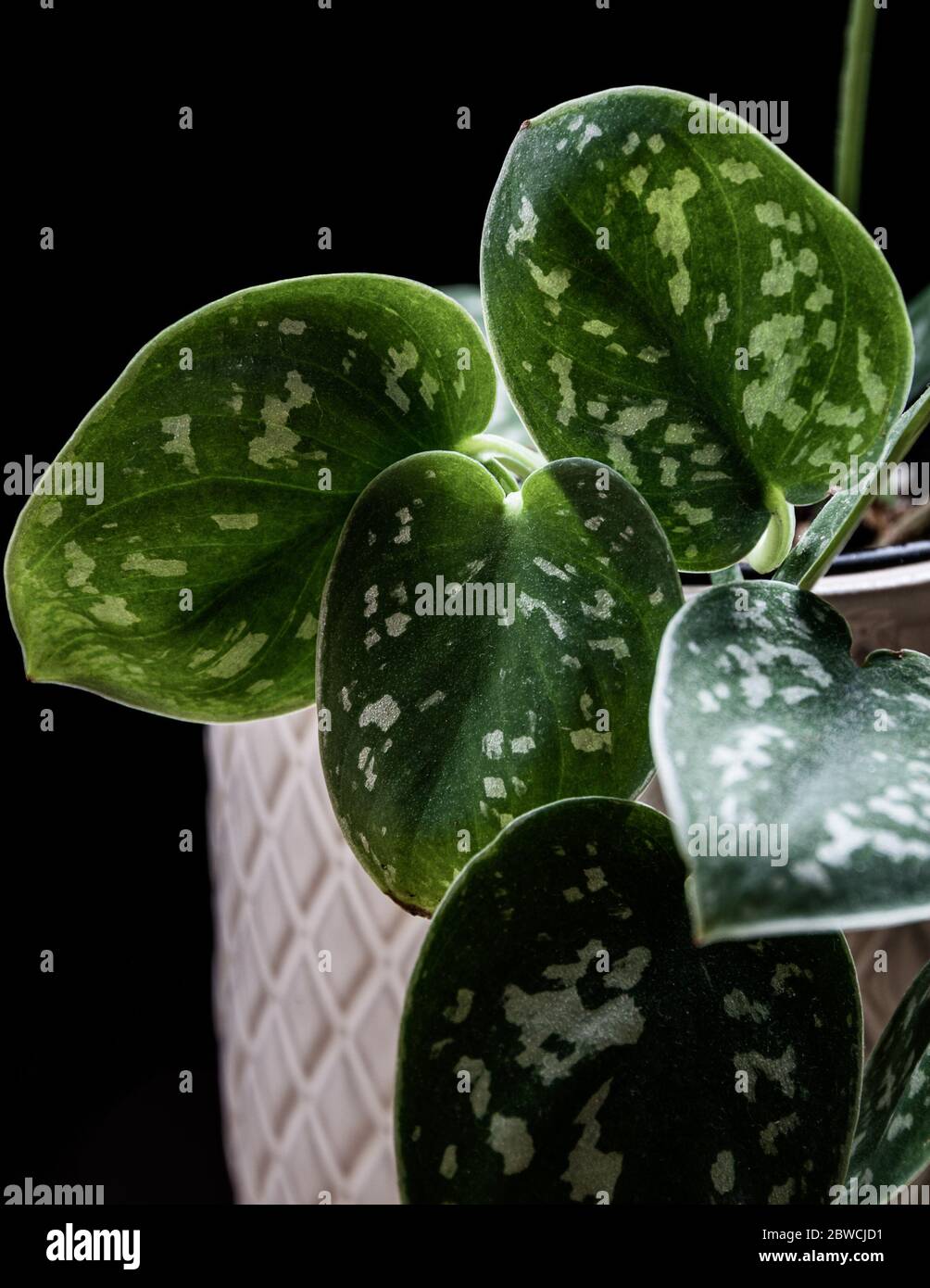 Satinpothos (Scindapsus pictus 'Argyraeus') Zimmerpflanze mit unscharfen Blättern auf dunklem Hintergrund. Wunderschöne hängenden Pflanzen vor dunkler Kulisse. Stockfoto