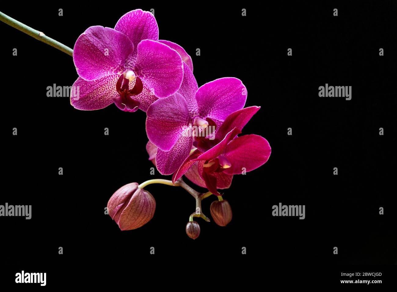 Mottenorchidee (Phalaenopsis Orchidee) mit schönen magentafarbenen Blüten auf schwarzem Hintergrund. Exotisch trendige Hauspflanzen-Detail gegen schwarzen Rücken Stockfoto