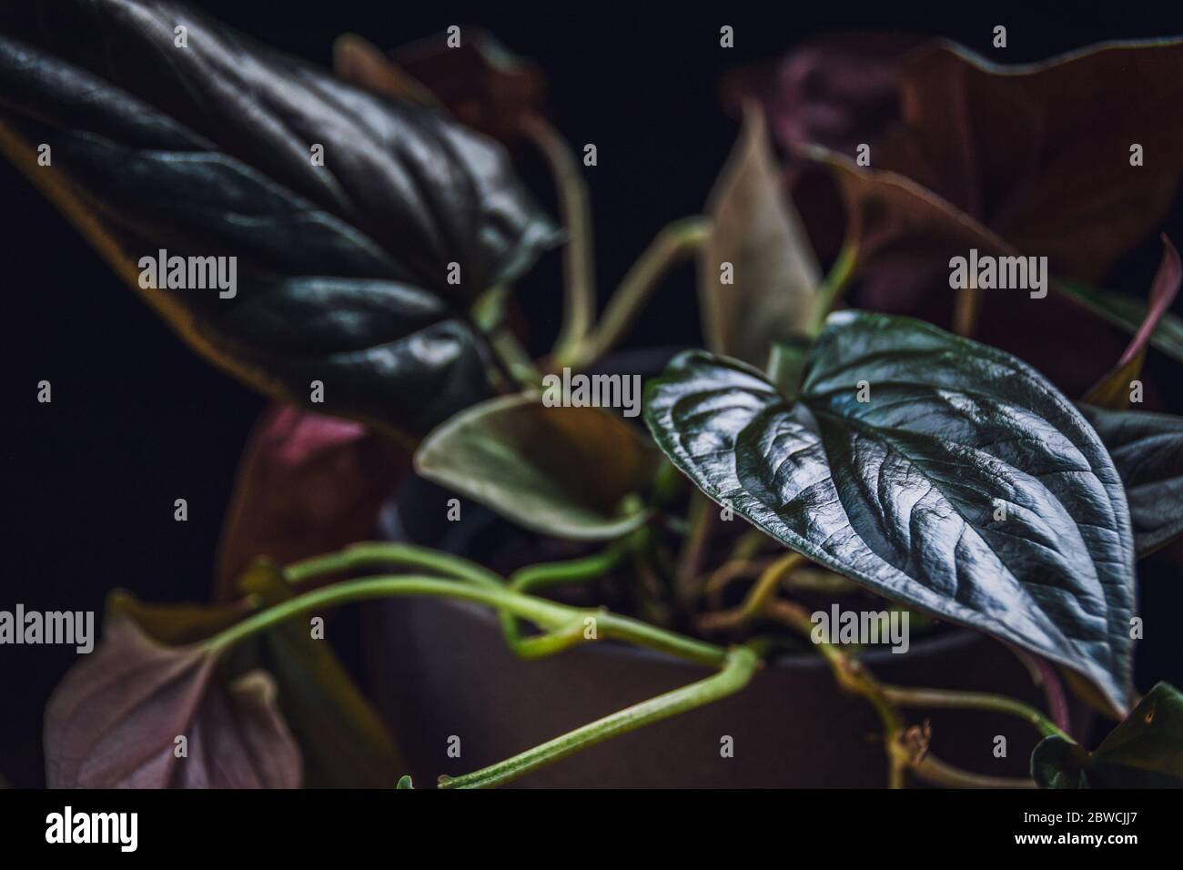 Nahaufnahme auf einem glänzenden Blatt der Sungonium erythrophyllum 'roten Pfeil' Hauspflanze auf dunklem Hintergrund. Stockfoto