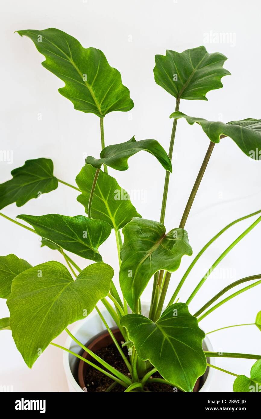 Philodendron xanadu -Fotos und -Bildmaterial in hoher Auflsung  Alamy