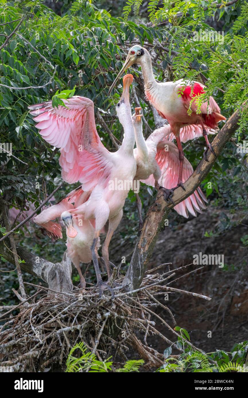 Roseatlöffler (Platalea ajaja) am Nest fütternden Küken, High Island, Texas, USA. Stockfoto