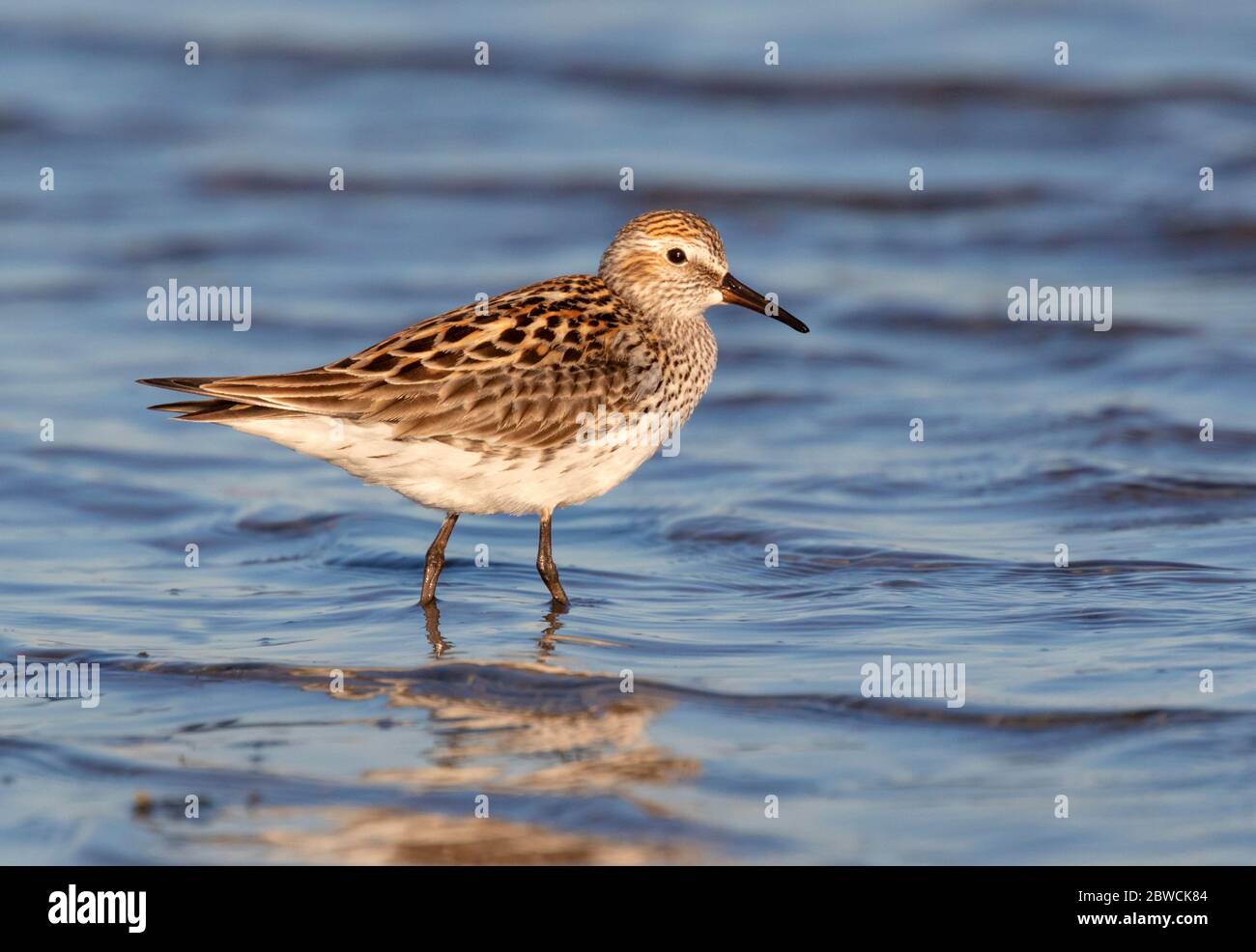 Weißrumpenstrandläufer (Calidris fuscicollis) in der Zucht Gefieder watet in seichtem Wasser am Meeresstrand, Galveston, Texas, USA. Stockfoto