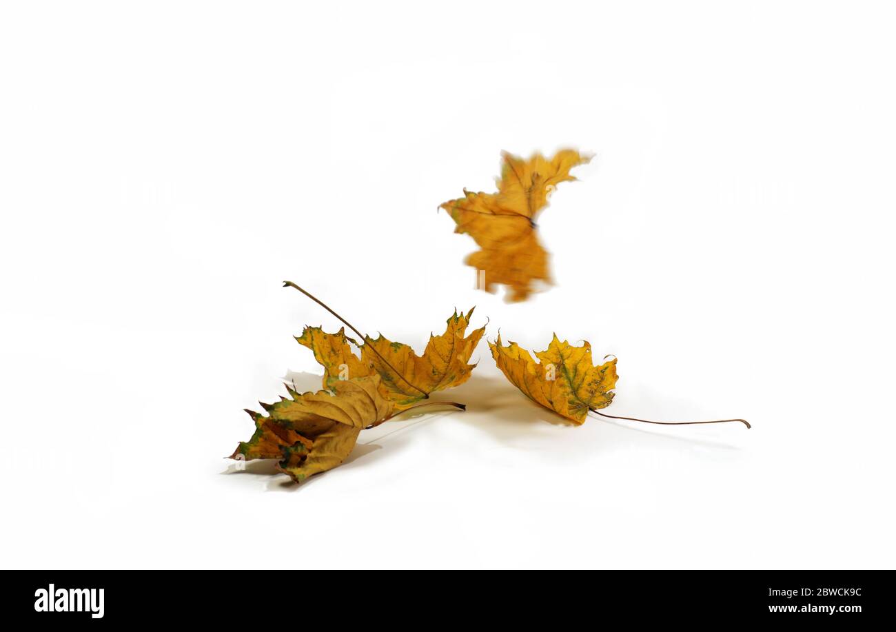 Gefallene Blätter von Bäumen. Das Symbol des Herbstes. Stockfoto