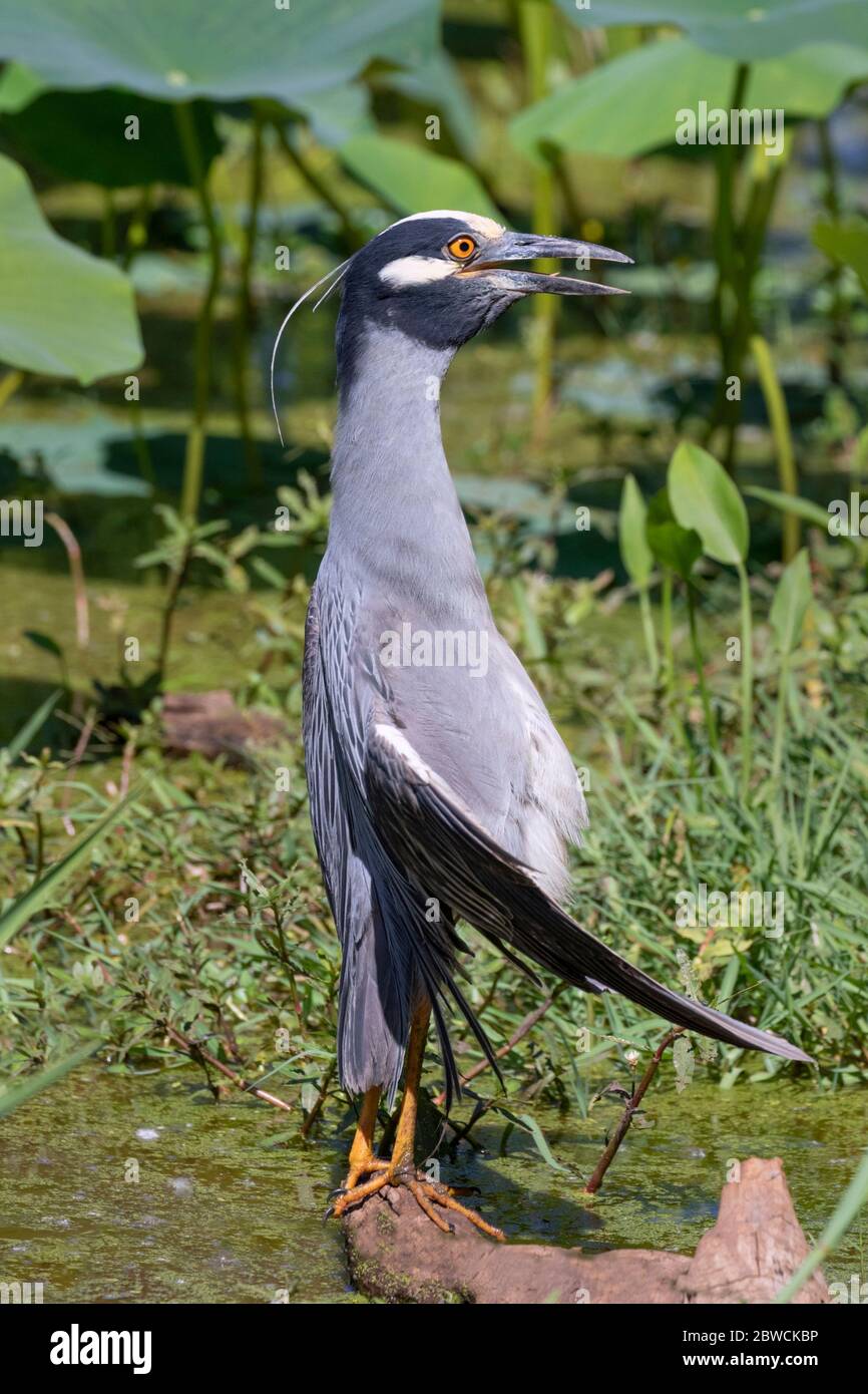 Gelbgekrönter Nachtreiher (Nyctanassa violacea), der sich während des heißen Sommertages im Sumpf sonnt, Brazos Bend State Park, Needville, Texas, USA. Stockfoto