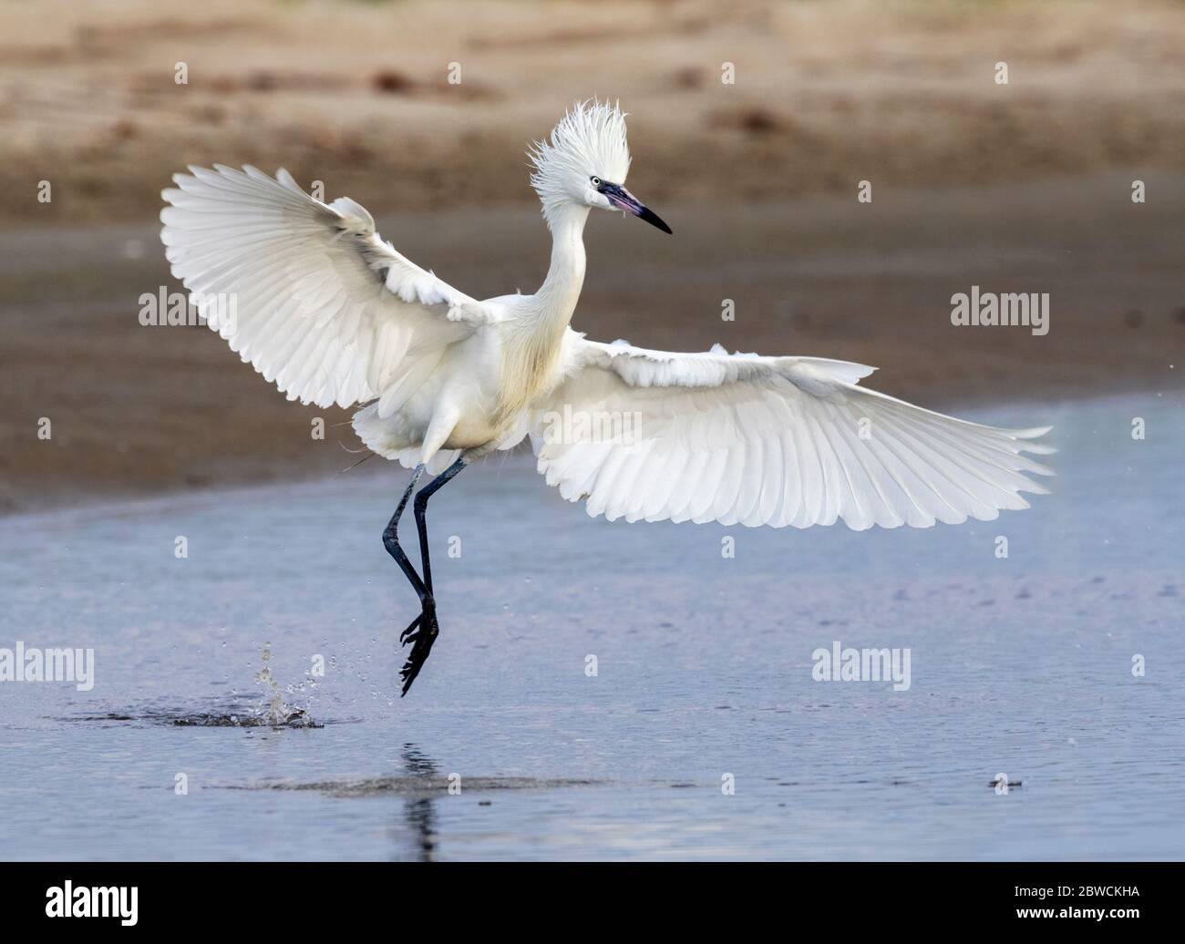 Rötliche Reiher (Egretta rufescens) weiße Morph in brütender Gefieder, die vor der Küste des Ozeans, Galveston, Texas, USA. Stockfoto