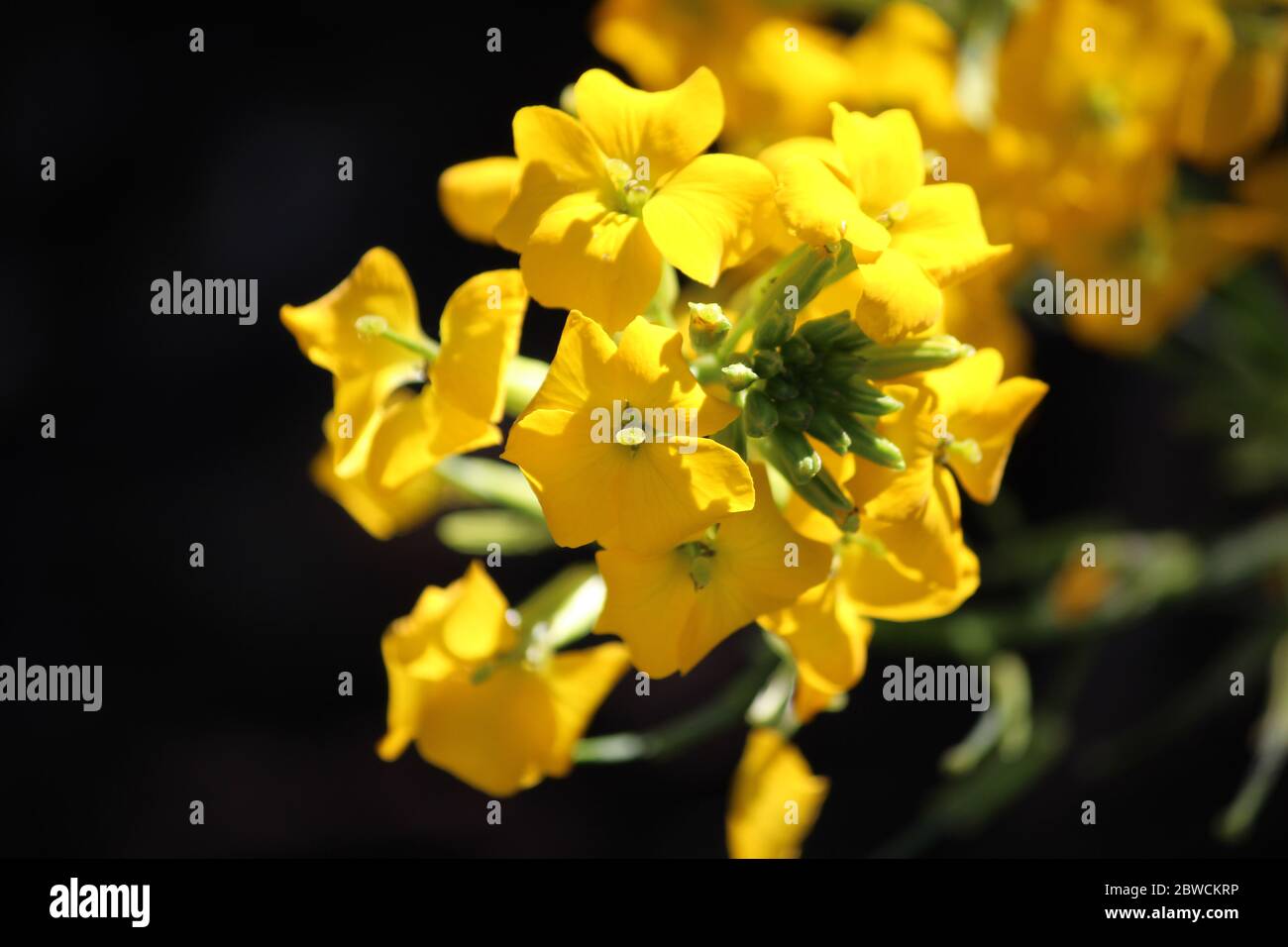 Gelbe Blütenblätter in einem englischen Garten im Sommer 2020. Stockfoto