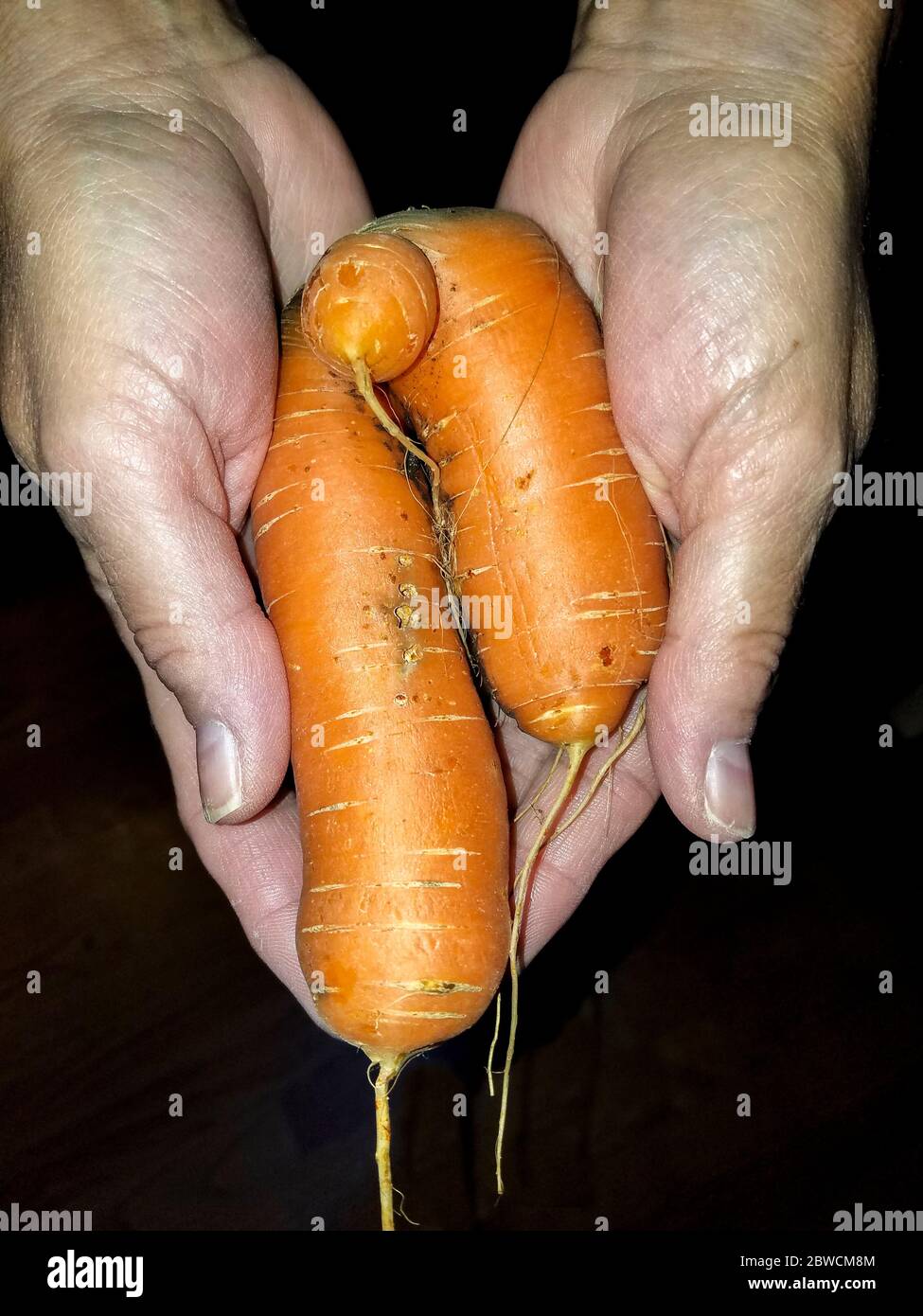 'Hässlich' Karotte. Eigentlich drei Karotten, wurde eins. Stockfoto