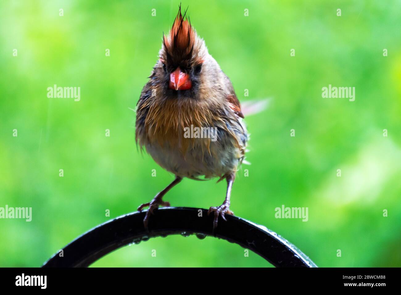 Eine weibliche Nordkardinale steht im Frühlingsregen auf einem Schäferhaken. Stockfoto