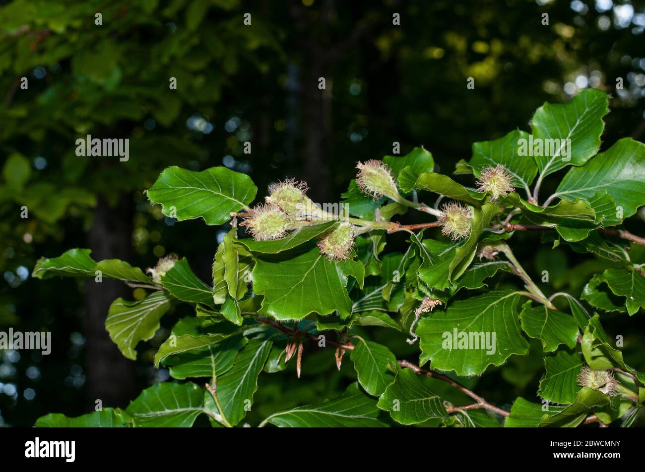 Ein Zweig einer Buche im Frühling mit behaarten weiblichen Kuppeln Stockfoto