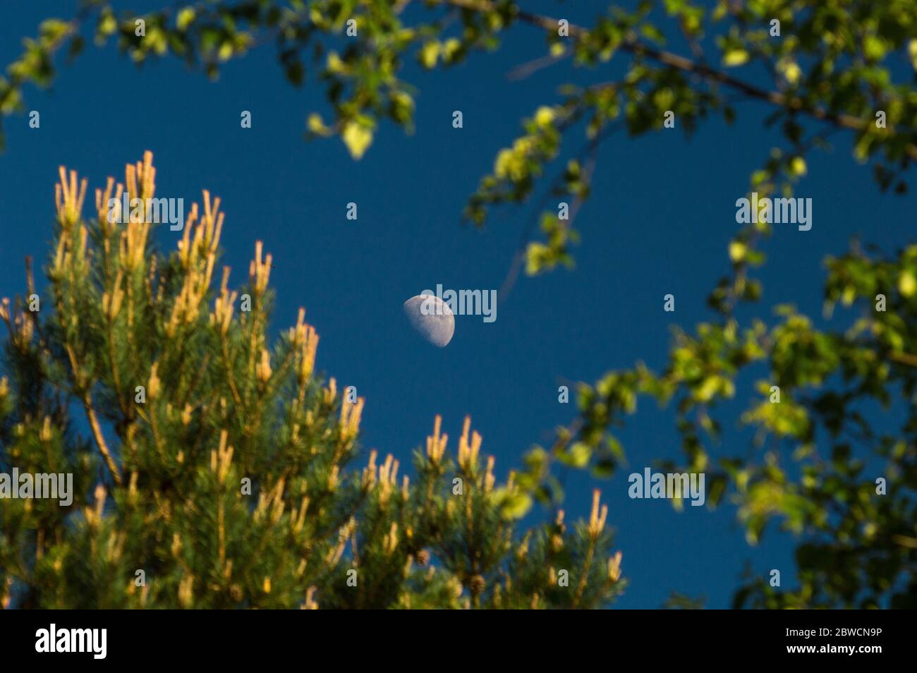 Glen Ogle, Schottland, Großbritannien. Mai 2020. Bild: Der zunehmende Gibbous Moon scheint am Abendhimmel hell gegen die hellen Blätter der Silberbirke und der Kiefern an einem heißen Frühlingstag in Glen Ogle, Schottland. Quelle: Colin Fisher/Alamy Live News Stockfoto