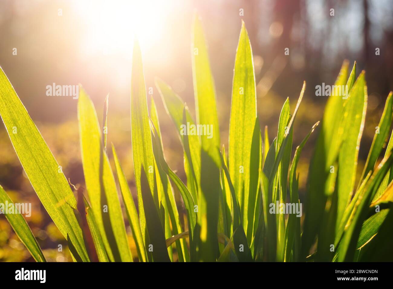 Grünes frisches Gras auf Sonnenlicht Hintergrund. Selektiver Fokus Stockfoto