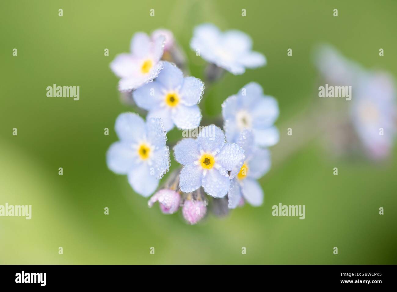 Vergessen Sie mich nicht Blumen Stockfoto