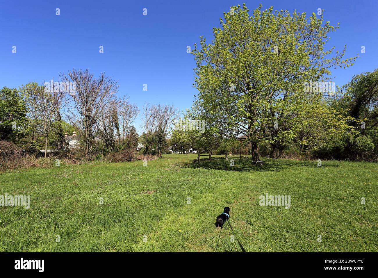 Hund im Feld Stony Brook Long Island New York Stockfoto