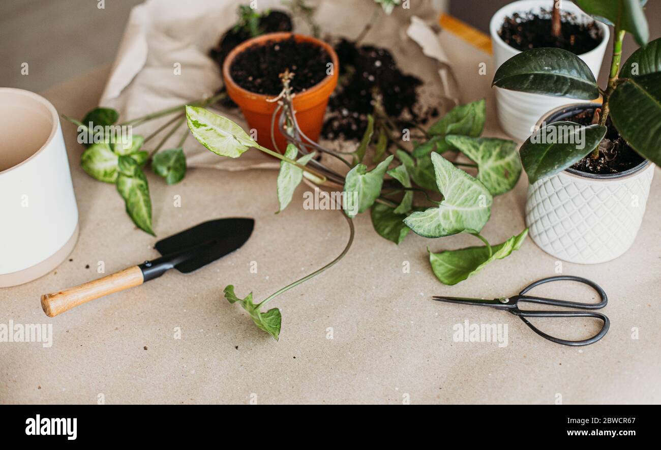 Gartengeräte, verschiedene Arten von Zimmerpflanzen, verschiedene Blumentöpfe auf zerknülltem Bastelpapier mit Kopierraum. Zimmerpflanzen wachsen Stockfoto