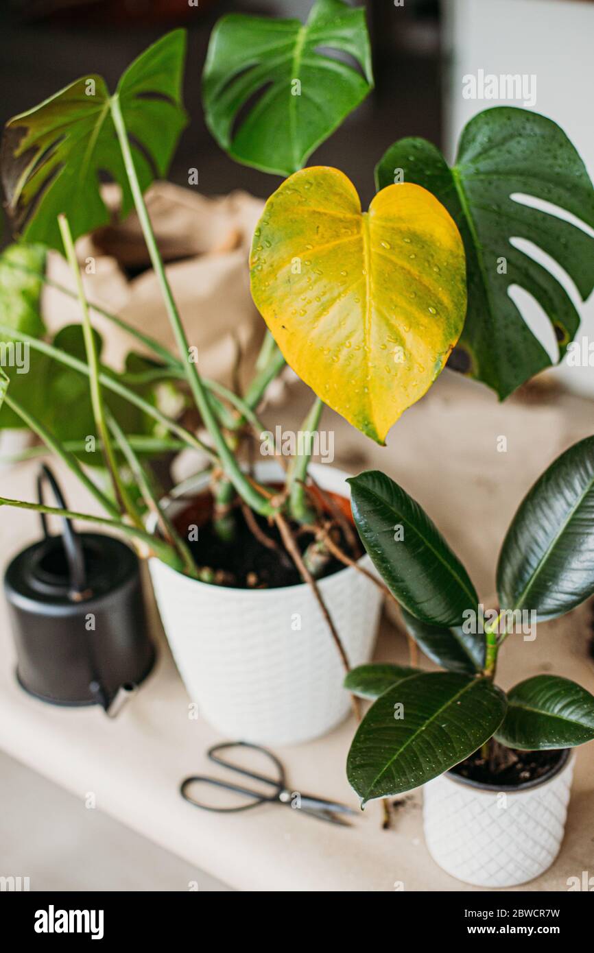 monstera Pflanze mit gelben Blttern. Wasser oder falsche Temperatur,  Gartenarbeit. Monstera-Blattkrankheiten Stockfotografie - Alamy